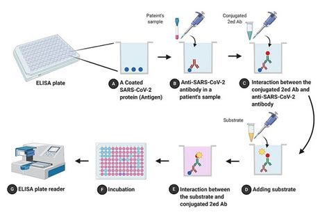 elisa assays explained